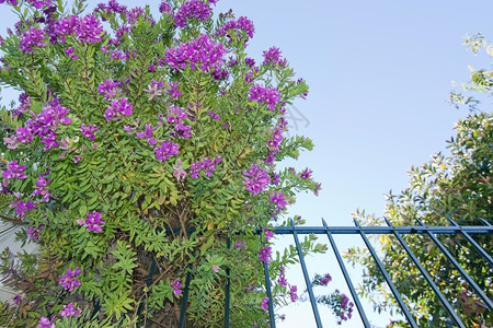 西班牙PalmadeMallorca的粉红花丛和栅栏巴利阿里群岛花朵有机的图片