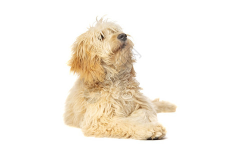 寻回犬拉布多快乐的在白色背景面前的中金条狗红图片