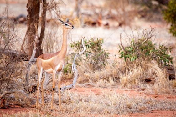 喇叭男野生动物安特洛普正站在肯尼亚的热带草原伊卜拉图片