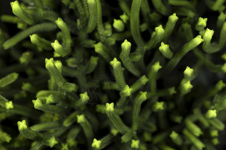 CrassulaMuscosa浮体背景图像季节新鲜的细图片