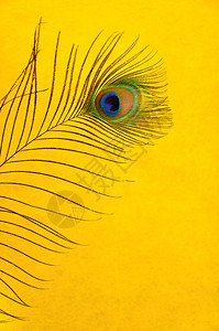 一只孤立于黄色背景的孔雀羽毛鸟丰富多彩的自然图片