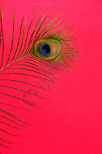 在粉红背景下孤立的孔雀羽毛单身多色一种图片