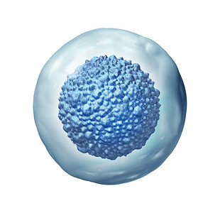 瓜拉纳皮生物技术Stem细胞生物学作为一种多细胞胚胎概念或成年有机体作为3D插图的细胞治疗象征物a细胞生物学作为一种多细胞胚胎概图片