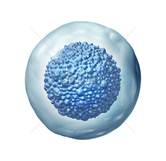 瓜拉纳皮生物技术Stem细胞生物学作为一种多细胞胚胎概念或成年有机体作为3D插图的细胞治疗象征物a细胞生物学作为一种多细胞胚胎概图片