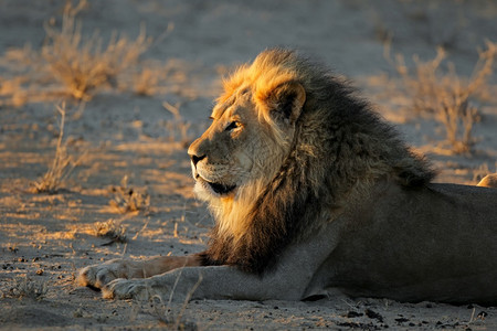 黑豹非洲南卡拉哈里沙漠Kalahari清晨光耀斑的PantheraLeo公园图片