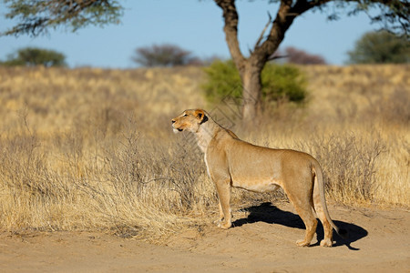 野生动物强大的非洲人南卡拉哈里沙漠自然生境中PantheraLeo狮子警报组织图片