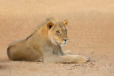 非洲狮子加拉迪南非卡哈里沙漠PantheraLeo南非卡拉哈里沙漠图片