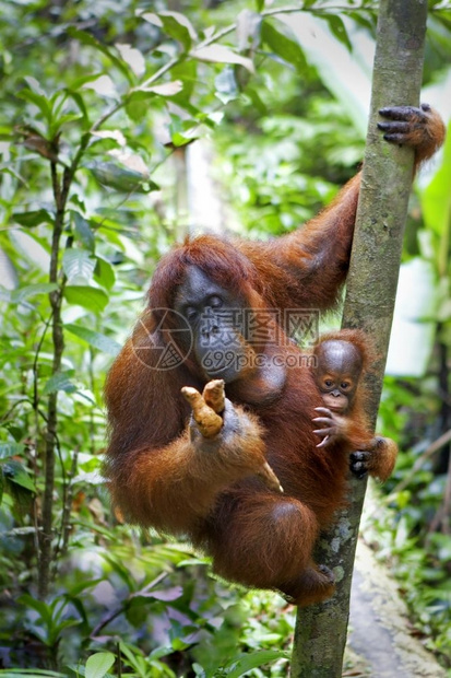 在马来西亚婆罗洲沙巴Borneo的丛林中拍摄心基纳布卢乌坦图片
