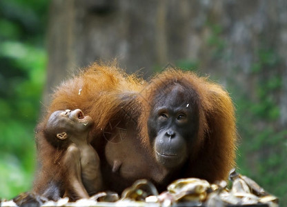 四面灵长类动物雨林在马来西亚婆罗洲沙巴Borneo的丛林中拍摄图片