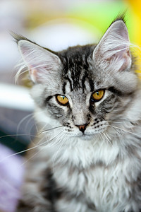 猫和狗灰白色的小卡缅因州角猫近身肖像选择焦点天然模糊背景灰色的猫科动物长发图片