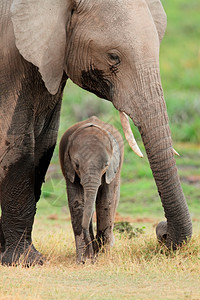 肯尼亚安博塞利公园非洲象属牛与小犊人草食动物野生图片