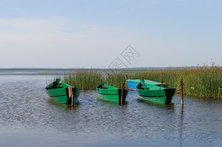芦苇佩列斯拉夫尔俄罗佩莱拉夫扎基市附近普列谢耶沃湖上的三条木船匆忙图片