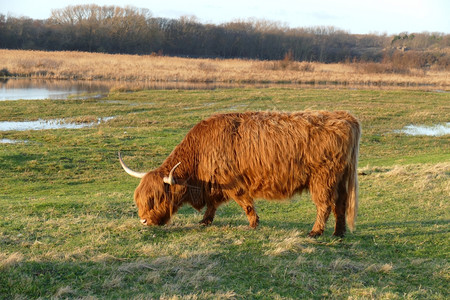 沙丘食草动物苏格兰高地人自然图片