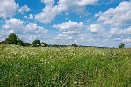 景观俄罗斯夏季草地Arkhangelsk地区俄罗斯户外农业图片