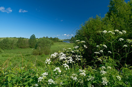 自然俄罗斯夏季草地Arkhangelsk地区俄罗斯乡村的北图片