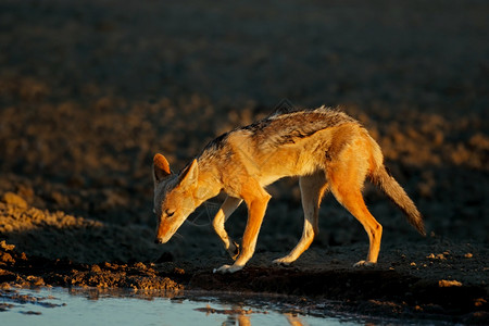 中间体栖息地保护在南非卡拉哈里沙漠的清晨光亮中黑背着皮狼Canismesomemalas背景图片