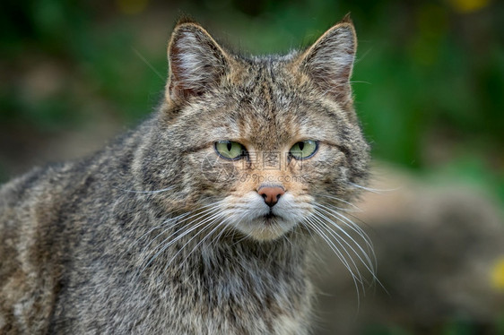 森林打猎欧洲野猫Felissilvestris捕食者图片
