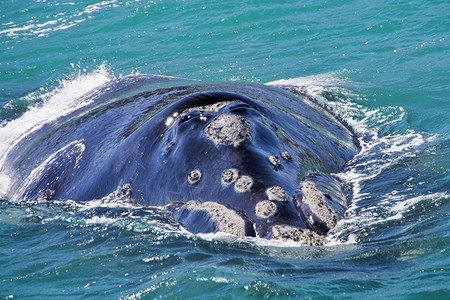 南方右鲸EubalaenaAustralisGansbaai南非西开普洲阿尔韦托卡雷拉澳大利亚海洋荒野图片