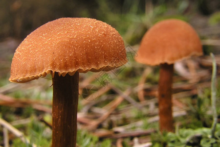 生态旅游荒芜之地生物群落野蘑菇瓜达拉马公园塞哥维亚卡斯蒂利和莱昂西班牙欧洲野生蘑菇图片