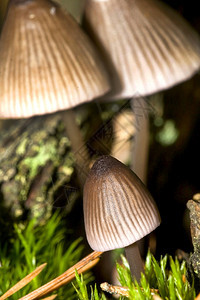 莱昂生态旅游野蘑菇瓜达拉姆公园塞戈维亚卡斯蒂利和里昂西班牙欧洲植被图片