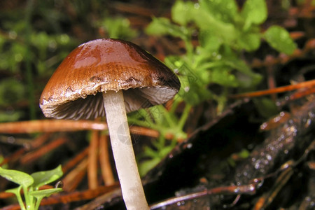 荒野避难所生蘑菇瓜达拉姆公园塞戈维亚卡斯蒂利和里昂西班牙欧洲野生动物图片