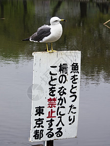字警告在日本东京上野公园的一个湖泊中只海鸥栖息在标有禁止钓鱼的志上反射图片