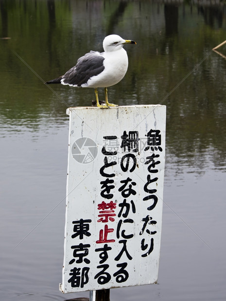 字警告在日本东京上野公园的一个湖泊中只海鸥栖息在标有禁止钓鱼的志上反射图片