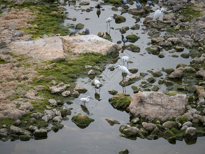 在干河床饮用白灰和鸽子干燥动物绿色图片