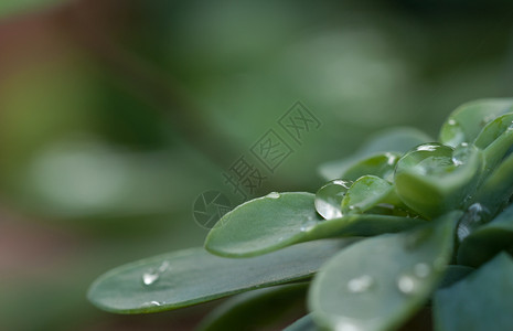 自然纯度植物晨光露落草地时图片