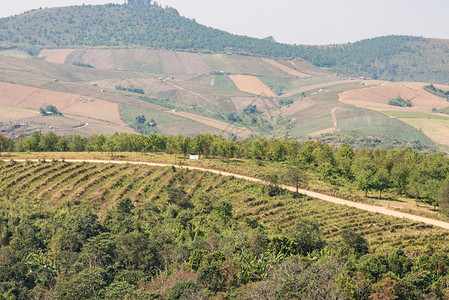 户外追踪树泰国农田附近的山顶小泥土路Thai图片