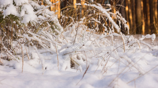 冬季风景天晨光下雪太阳荣耀时间图片