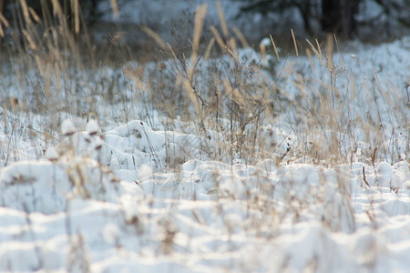 超时太阳冬季风景天晨光下雪季节图片