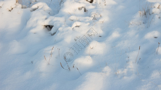 天气草圣诞节冬季风景天晨光下雪图片