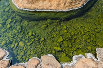 干净的颜色春天温泉池石上的绿色特写图片