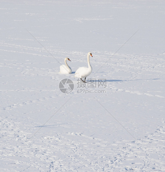 动物池塘在冰冻的河边天鹅冬的照片美丽图背景壁纸图片
