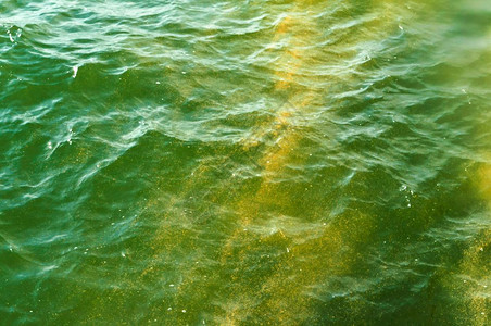 河海滩美丽的夏季绿黄水池塘小藻类夏季绿黄水图片