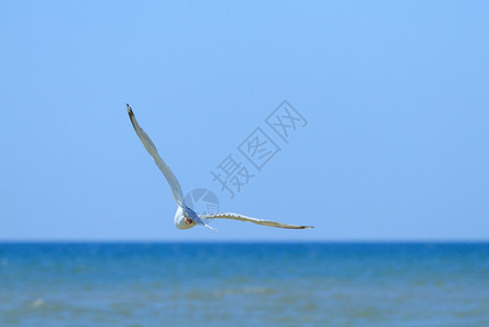 优美羽毛蓝色的夏天海鸥在上飞过夏季图片