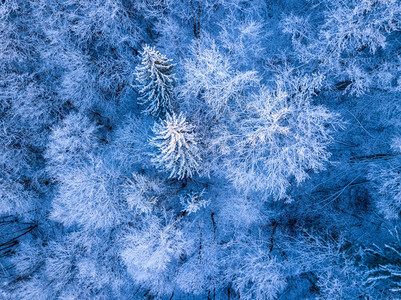 雾凇冬季初的森林和树枝上积雪在森林空中视图顶部直向下方的风霜和雪层高户外图片