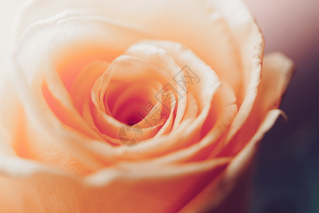 春天粉红玫瑰植物图片