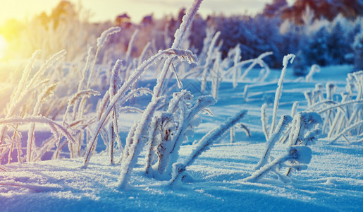 美丽的圣诞风景冬季与松树林仙境冰雪堆图片