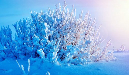 雪花美丽的圣诞风景冬季与松树林季节覆盖图片