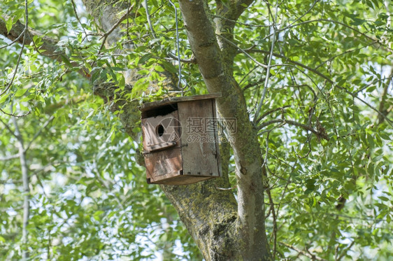 春天森林屋年轻鸟类的木巢图片