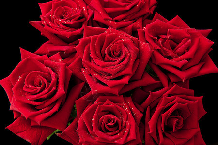 粉色的滴管深红玫瑰下着雨滴紧贴在黑暗背景上红玫瑰有雨滴色的图片