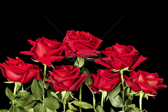 花深红玫瑰下着雨滴紧贴在黑暗背景上红玫瑰有雨滴树叶颜色图片