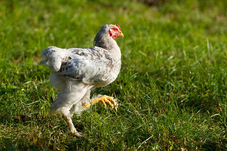 家禽青绿草上的年轻公鸡范围春天图片