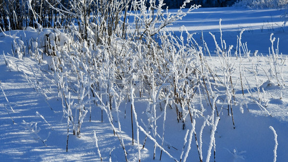 蓝色的景观季节雪覆盖的草和灌木图片