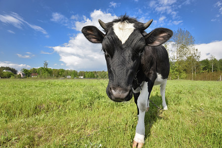 景观户外动物大鼻子绿地背景的大鼻子牛肖像农场动物放牧的牛动物大鼻子绿地背景的大鼻子牛肖像吃草牛脸图片