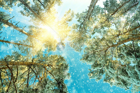 霜松树冬季森林景观有雪和阳光的寒日童话图片