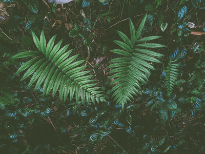 户外林中Ferns和其他植物天然野生叶装饰品合闭光片热带绿色顶端青叶图案环境草图片