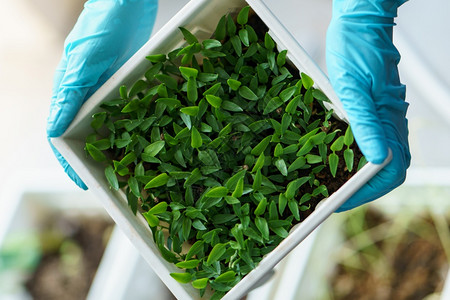 胡椒树叶子背景